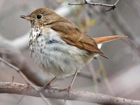 Encuentran aves que usan escalas musicales como los humanos