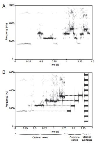 Encuentran aves que usan escalas musicales como los humanos