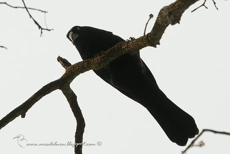 Tordo gigante (Giant-Cowbird) Molothrus oryzivorus