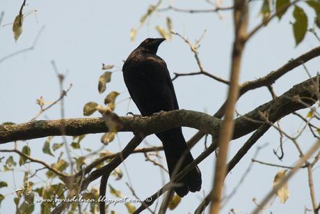 Tordo gigante (Giant-Cowbird) Molothrus oryzivorus