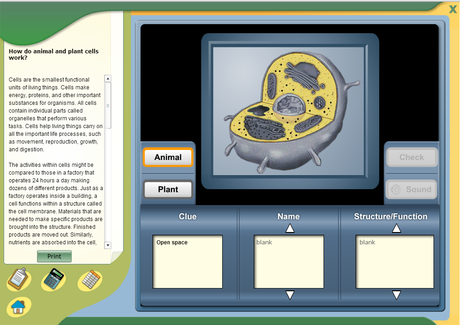 21 Interactive Cells 21 Interactive Cells