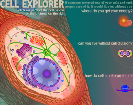 21 Interactive Cells 21 Interactive Cells