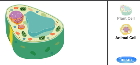21 Interactive Cells 21 Interactive Cells