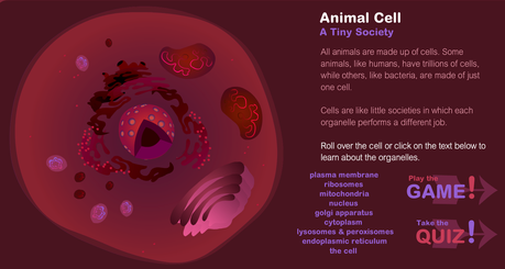 21 Interactive Cells 21 Interactive Cells