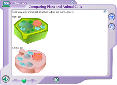 21 Interactive Cells 21 Interactive Cells