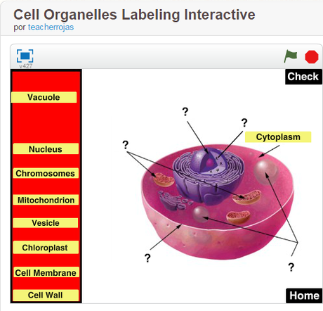 21 Interactive Cells 21 Interactive Cells