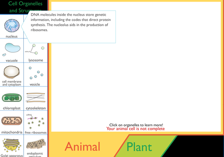 21 Interactive Cells