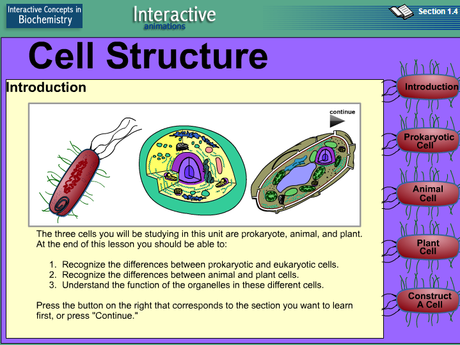 21 Interactive Cells 21 Interactive Cells