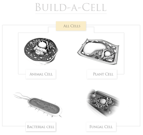 21 Interactive Cells 21 Interactive Cells