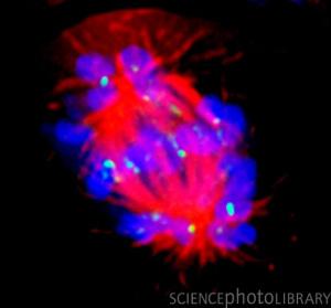 p672116-abnormal_mitosis-spl Photo Scince library