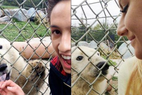 Las selfies con osos o Bear Selfies se ponen de moda.