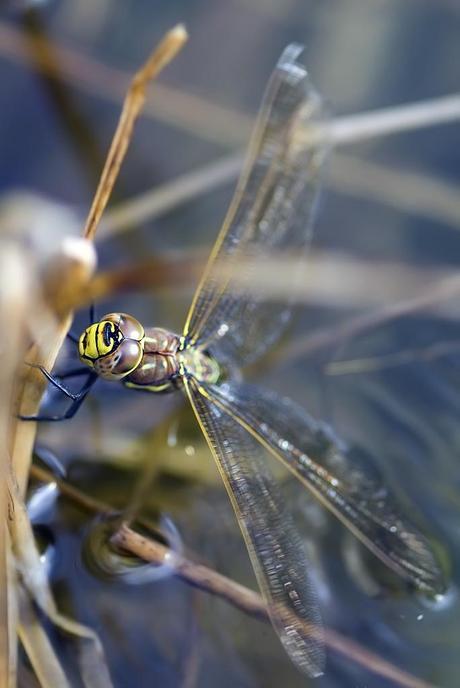 Para ampliar Aeshna juncea (Linnaeus, 1758) hacer clic