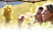 Arranca vendimia Ruta Vino Rueda multitud propuestas