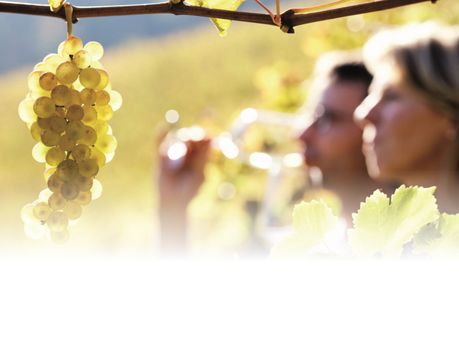 Arranca la vendimia en la Ruta del Vino de Rueda con multitud de propuestas