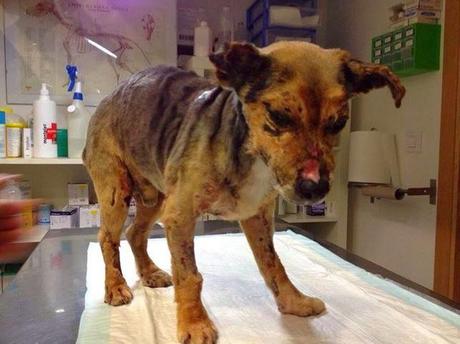 Inocente, el perro heroe.