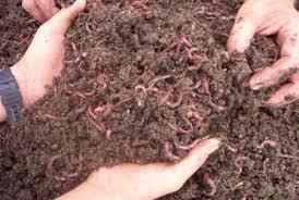 Humus de lombriz