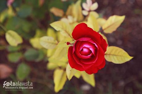 Rosa roja de otoño. Fotografía creativa - Fotografía decorativa