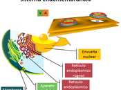 Estructura función celular: orgánulos