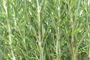 Aceite de romero para el dolor de espalda