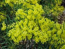 Flores de Acacia