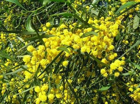 Acacia en flor