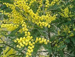 Acacia en flor