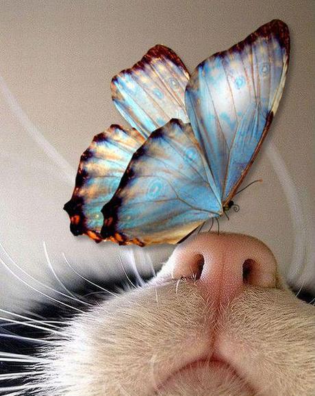 Sigue a tus mariposas