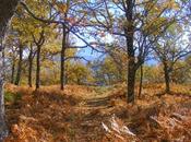 Concursos Otoñada 2014 Valle Jerte