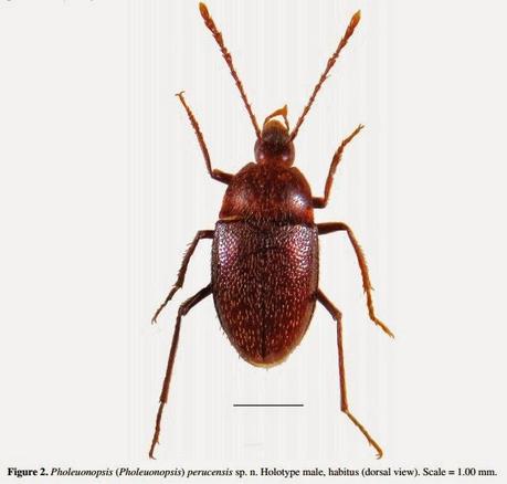 Nuevo leiódido troglobio de Bosnia y Herzegovina