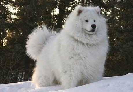 animales con un pelo maravilloso