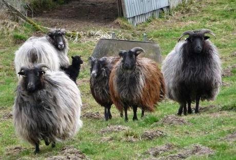 animales con un pelo maravilloso