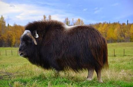 animales con un pelo maravilloso