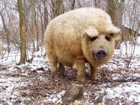 animales con un pelo maravilloso