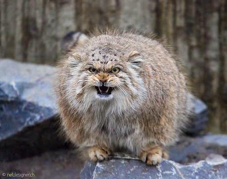 animales con un pelo maravilloso