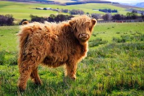 animales con un pelo maravilloso