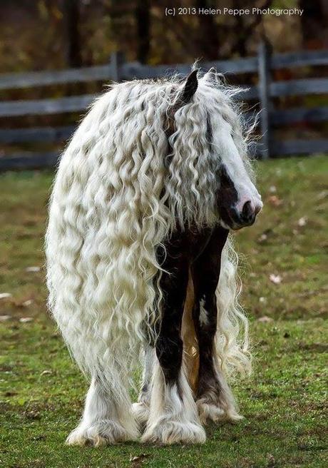 animales con un pelo maravilloso