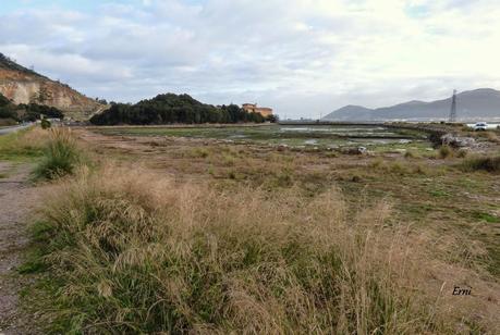 DÓNDE VER AVES EN LAS MARISMAS DE SANTOÑA