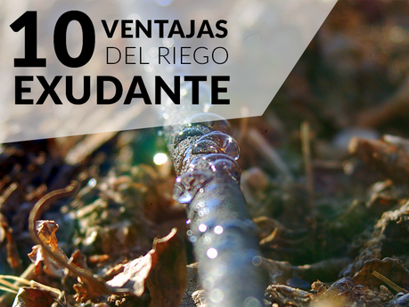 Ventajas del riego por exudación