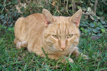 ¿Para qué sirve una carta de presentación?