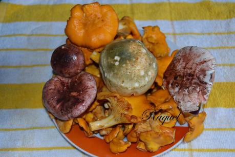 Coca de Setas Variadas