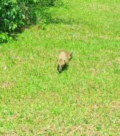 Sobre favoritismos: Parque Nacional Iguazú