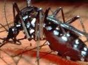 Mosquitos Transgenicos Contra Dengue