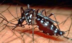 Uso de  Mosquitos Transgenicos Contra el Dengue
