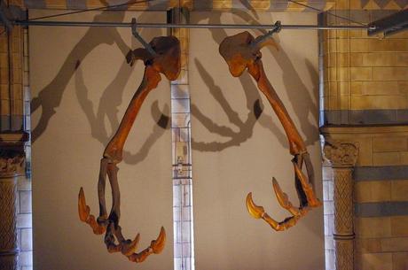 Deinocheirus y su cambio de look