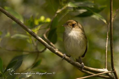 Barullero (Tawny-crowned Pygmy-Tyrant) Euscarthmus meloryphus