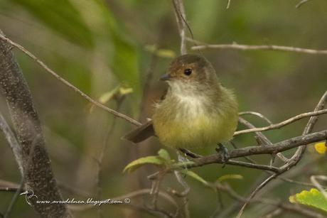 Barullero (Tawny-crowned Pygmy-Tyrant) Euscarthmus meloryphus