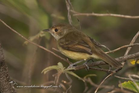 Barullero (Tawny-crowned Pygmy-Tyrant) Euscarthmus meloryphus