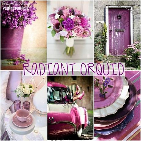 RADIANT ORQUID