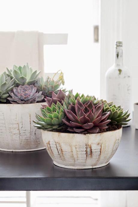 Siete razones por las que tener plantas en casa