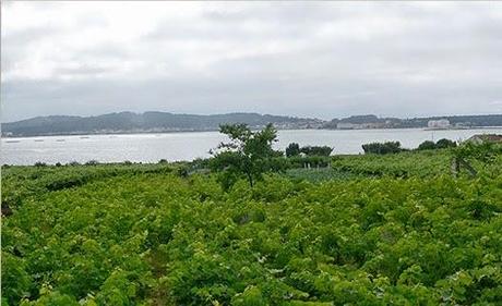 Apertas Do Viño 2014: Parte 4